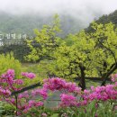 신성의숲