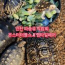 국내 최대 규모의 거북, 파충류 축제! 몬스터터틀쇼 렙타일페어 인천 박람회 후기