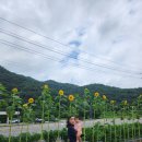 벽오동도곡점 | [전남광주 화순] 보리밥 맛집 벽오동 도곡점, 도곡 베이커리카페도곡76