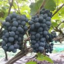 고죽1리 이미지