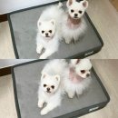 몽실펫 | 몽솜이 픽 방석 “라클라우드 몽실 펫 매트”🛏️💭 후기