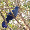 마다가스카르 섬의 푸른쿠아 (Coua caerulea, 파란뻐꾸기) 이미지