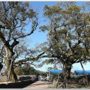 성읍리-7 이미지