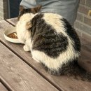 삼성낙지칼국수 이미지