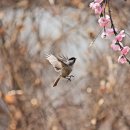 새야새야 이미지