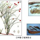 마황의 효능 이미지