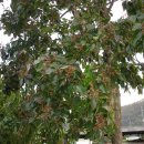 헛개나무 (식물) [raisin tree]의 효능(2) 이미지