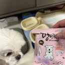멍미 | 강아지용 아이스크림! 미니멜츠 멍미 구슬 아이스크림 먹어본 후기