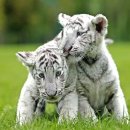 개와고양이 반려동물원 이미지