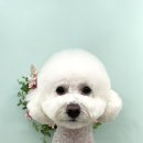 붕가붕가샵 이미지