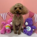 푸리미엄 이미지