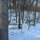 잣나무집정원 이미지