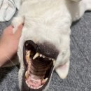 도담하다 이미지