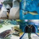 강릉시청소년해양수련원 | 강릉 실내 아이와 가볼만한곳 경포 아쿠아리움 아이랑 놀거리 할인