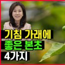 기침가래없애는놀라운방법 약초 4가지 조회수 74만회 4년 전 이미지