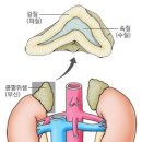 (2) 부신[adrenal gland, 副腎] 이미지