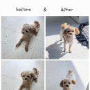 빼어나개 네이버블로그
