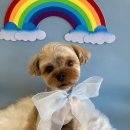 살롱드 베베 이미지