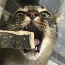 터치드바이뉴질랜드 | 터치드바이뉴질랜드 민물장어 트릿 급여후기❤