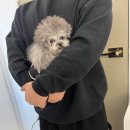 앨리스코리아켄넬 | 부산말티푸분양후기 말티푸전문분양 대구말티푸전문 앨리스코리아켄넬에서