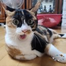 [돌덕후라이프]알리산 보석용 저울(캐럿저울) 후기!