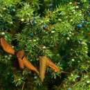 향나무로 이미지