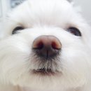 우리아리 이미지