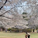 운촌어린이공원 앞 | 서울 어린이대공원 가족나들이 벚꽃만개 피크닉 후기 주차 팁