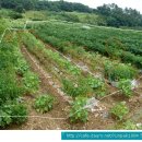 철수 농장 이미지