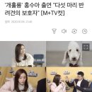 유기견 5마리 엄마 홍수아 배우 이미지