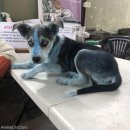 파란종합 동물병원 이미지