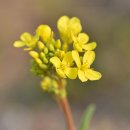 원광온누리상점가 이미지