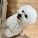 쁘띠몽펫샵 이미지