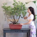 사파동379 이미지