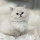 광주캐터리 | 새로운 가족을 맞이할 준비, 김천 고양이분양 성공 후기