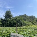 고구마PC | [무주 여행] 무주 추동마을 / 고구마수확체험 추천(feat. 전북농촌여행 참참)