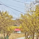 시조마을 | 양평 여행 산수유마을 축제 내리마을 주차 한적한 꽃구경 후기