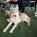 예산퓨리스