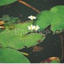 용담광택 이미지