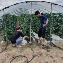 야훼농장 이미지