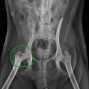 페트로동물의료원 이미지