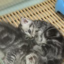 캣초딩 고양이분양 김포구래점 | 인천 고양이 캣초딩 김포구래점에서 귀여운 고양이 데려왔어요~
