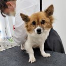 베스띠몽 이미지