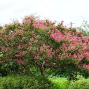 배롱나무 Lagerstroemia indica L. 종 이미지