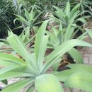 와우영농조합법인 이미지