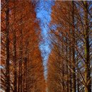 메타세콰이어길 이미지