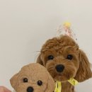 멍멍앤쿡 이미지