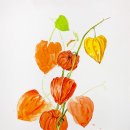 보타니컬아트 (중급) 이미지