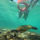 상해계곡 진입도로변 | [여행] 2026 세부 오슬롭 고래상어, 투말록 폭포, 가와산 캐녀닝, 모알모알 거북이 스노쿨링