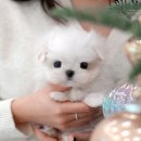 어벤져스켄넬 탑클래스펫 강아지분양 이미지